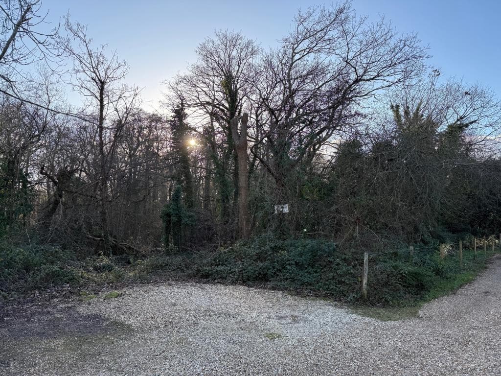 WOODLAND IN THE NEW FOREST — photo 1